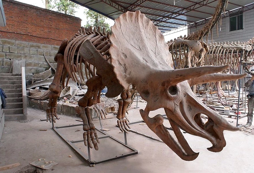 dinosaur skeleton.jpeg