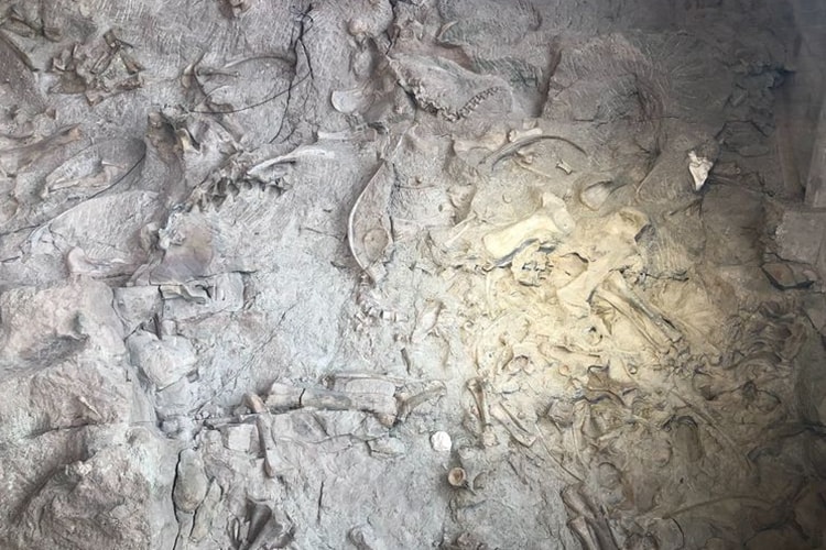 Dinosaur Exhibition in Shopping Centers