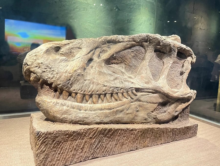 Restoration of Real Dinosaur Fossils