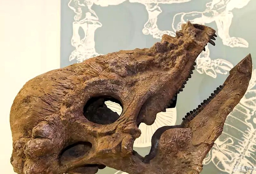 Pachycephalosaurus head fossil.jpeg