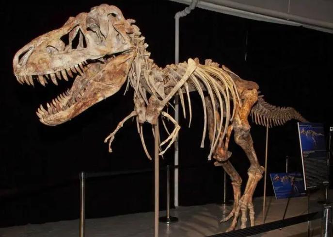 Dinosaur Exhibition in Shopping Centers