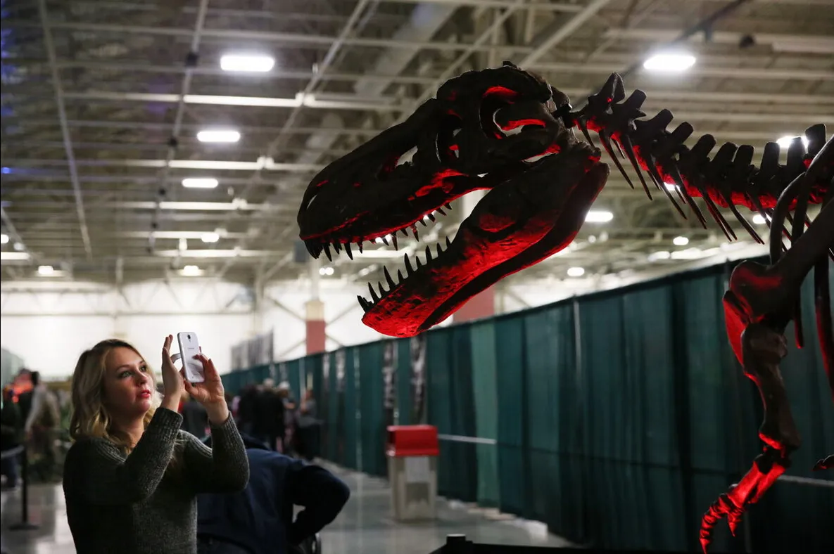 Fiberglass t-rex Fossil Skeletons
