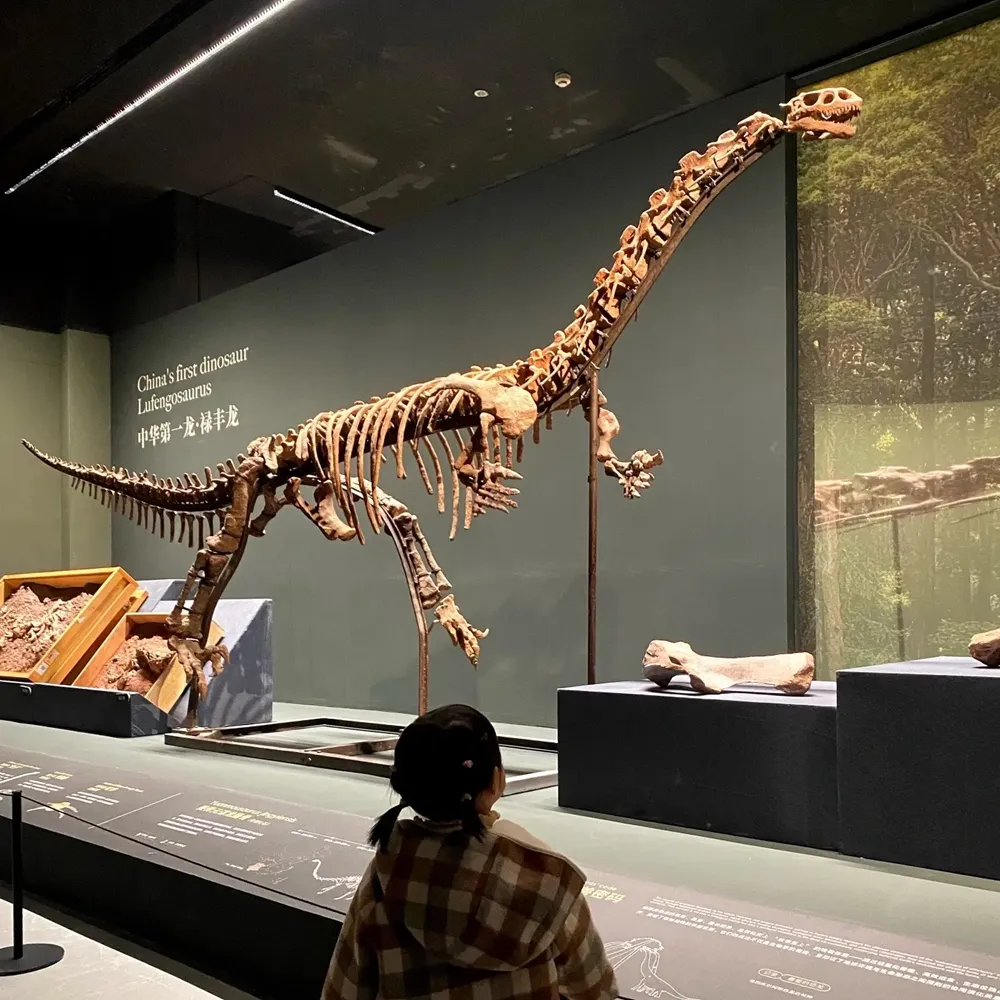 Complete Lufengosaurus fossil skeleton