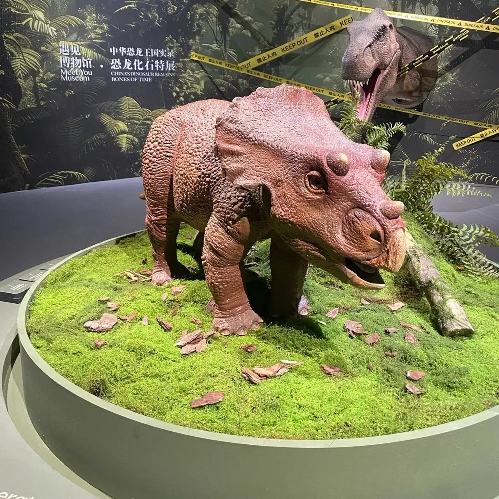 Juvenile triceratops model
