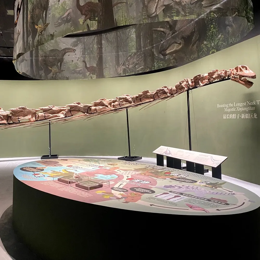 Long‑necked dinosaur fossil
